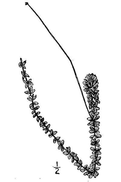 Элодея канадская чб