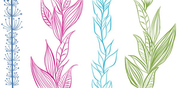 Элодея канадская ботаника