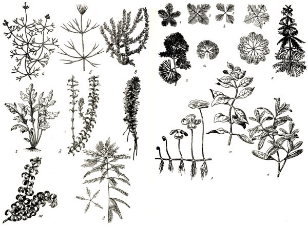 Элодея канадская ботаника