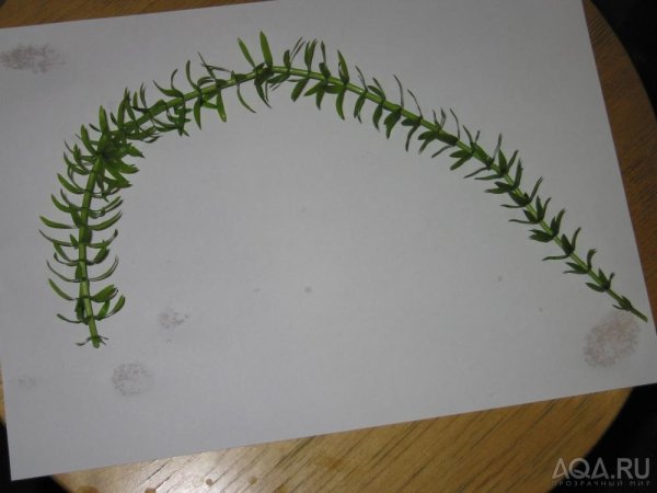 Элодея канадская схема