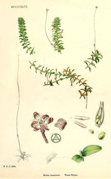 Элодея канадская строение