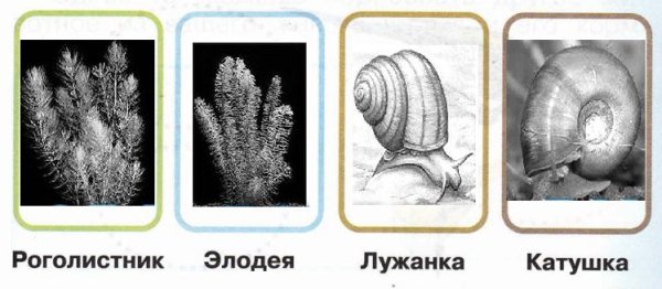 Элодея на белом фоне