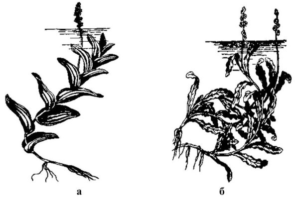 Элодея канадская раскраска