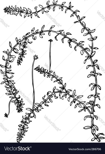 Элодея строение растения