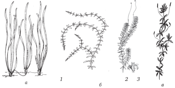 Речные водоросли рисунок