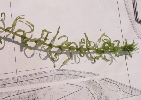 Элодея канадская строение