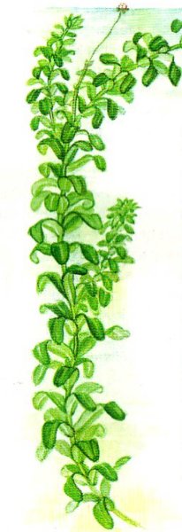 Элодея канадская гербарий