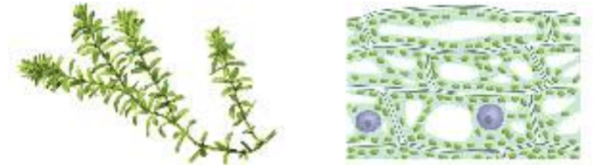 Улитка Элодея