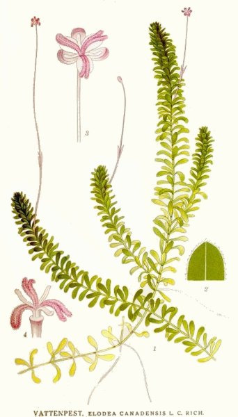 Элодея канадская корень