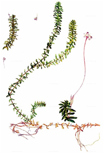 Рдест курчавый схема