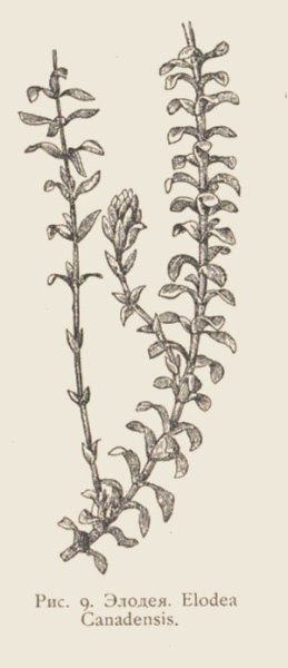 Элодея канадская корень