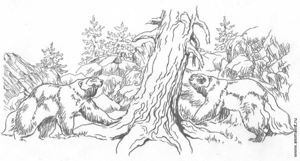 Росомаха животное раскраска