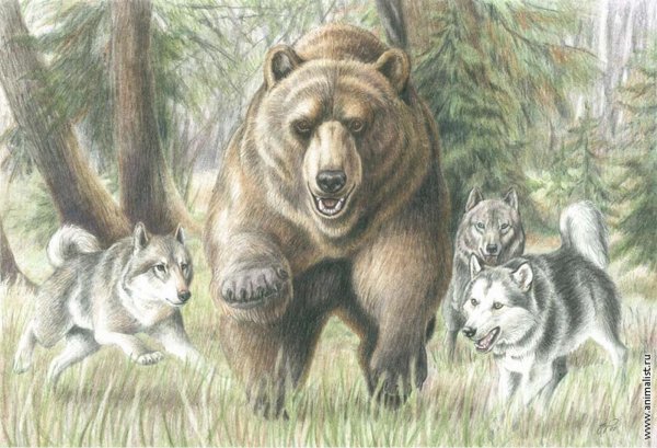Волки и медведи