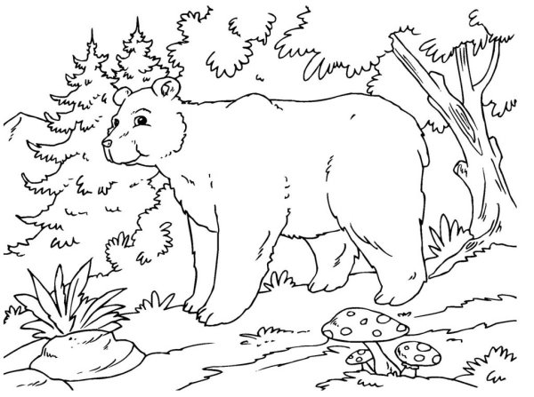 Раскраска животные леса