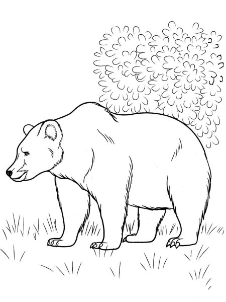 Медведь раскраска