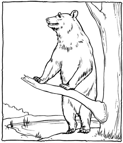 Медведь рисунок карандашом