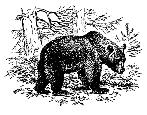 Медведь в тайге