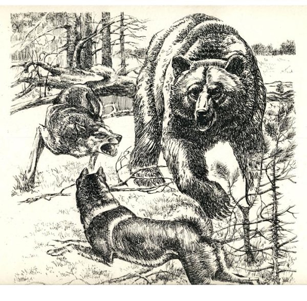 Медведь гравюра