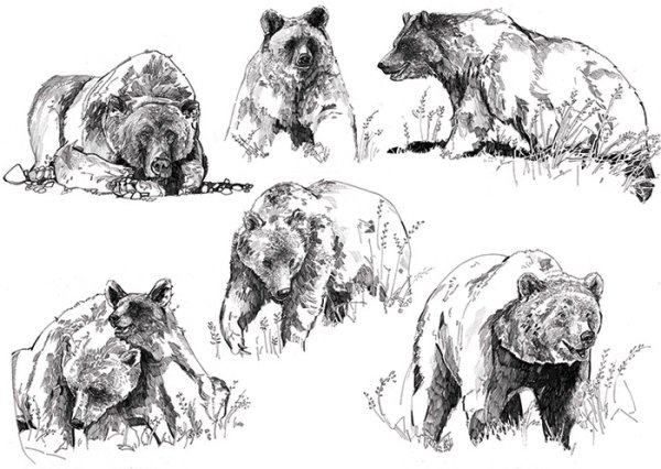 Зарисовки медведя