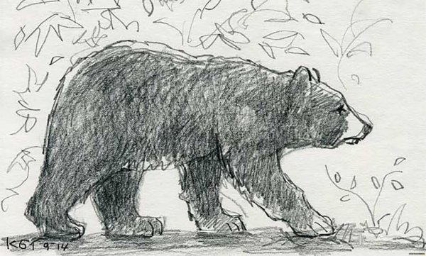 Бурый медведь рисунок карандашом