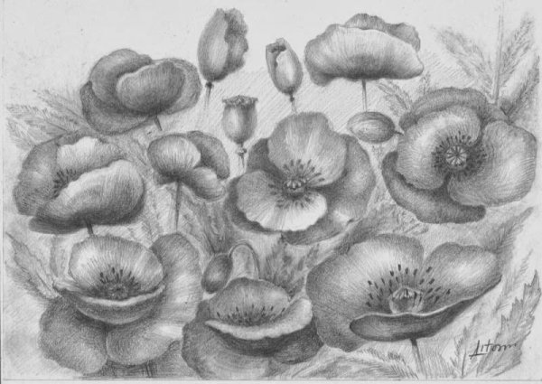 Маки карандашом