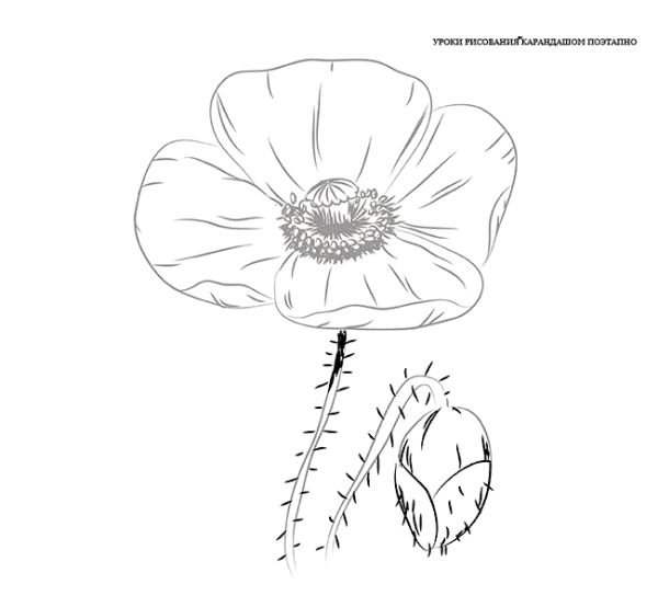 Как нарисовать Мак поэтапно