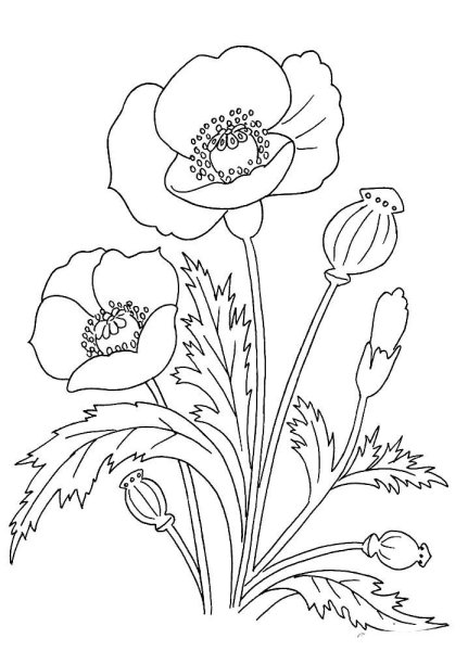 Мак раскраска