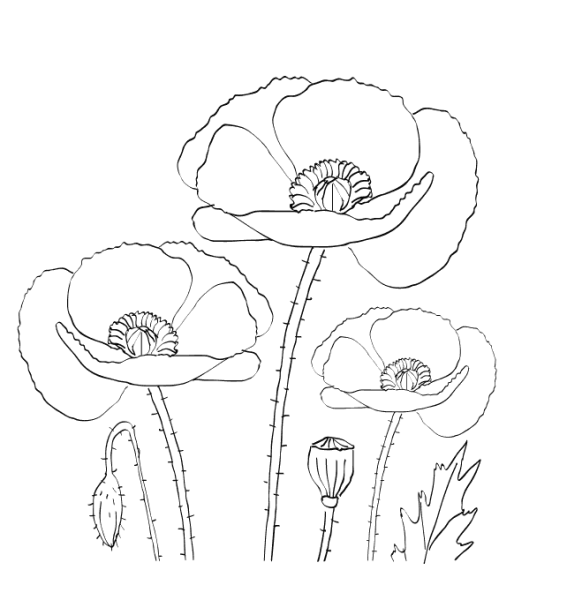 Мак раскраска для детей