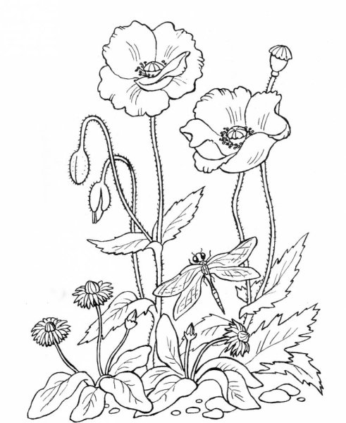Цветы. Раскраска