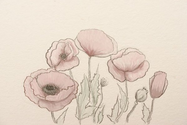 Рисунки маков для срисовки