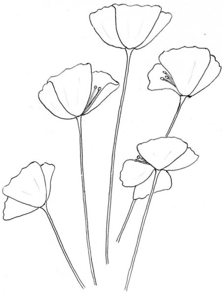 Маки карандашом