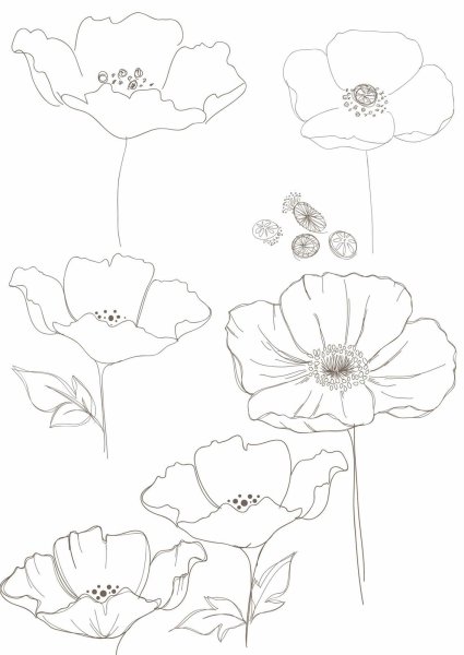 Рисунки маков для срисовки