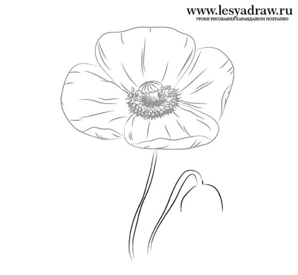 Цветы маки карандашом