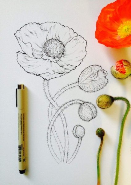Рисование маков карандашом