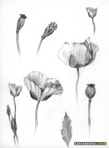 Мак нарисовать карандашом