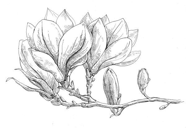 Ботанический атлас Магнолия