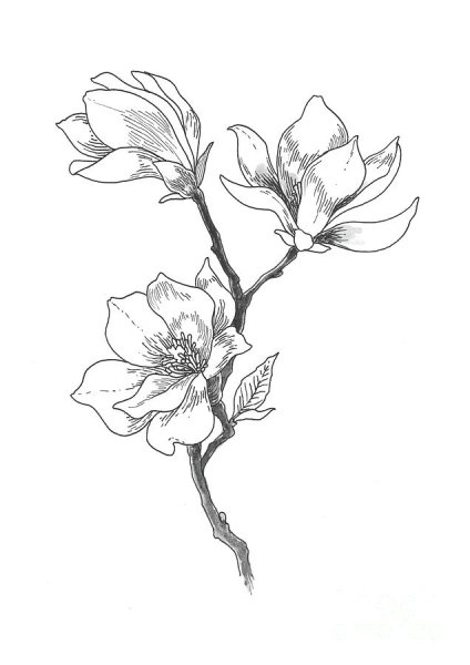 Магнолия карандашом