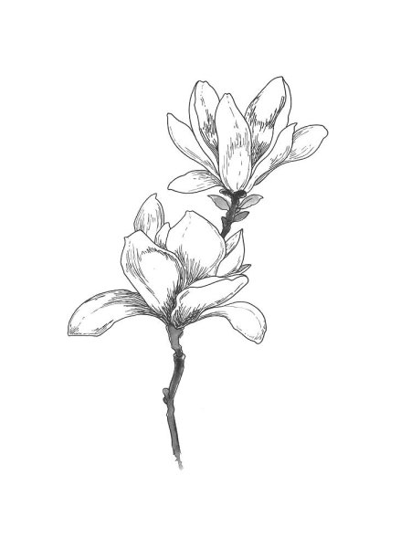 Магнолия эскиз
