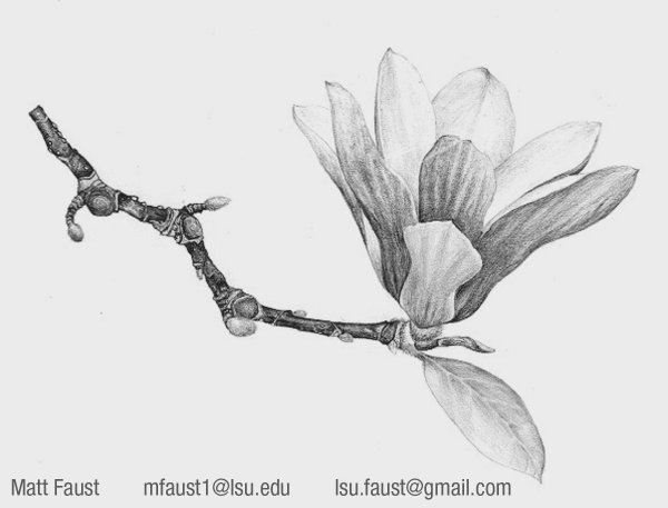 Магнолия рисунок карандашом