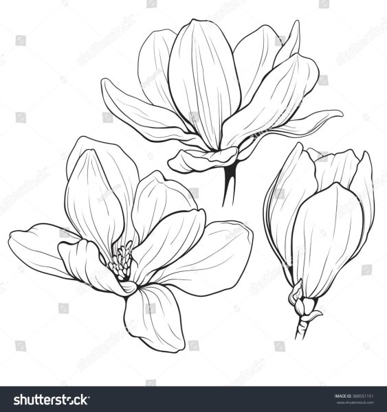 Магнолия эскиз