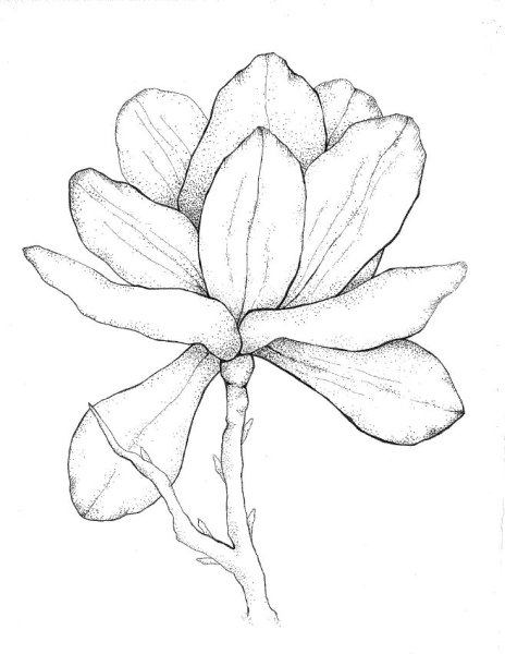 Магнолия карандашом