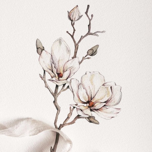 Магнолия Пинтерест