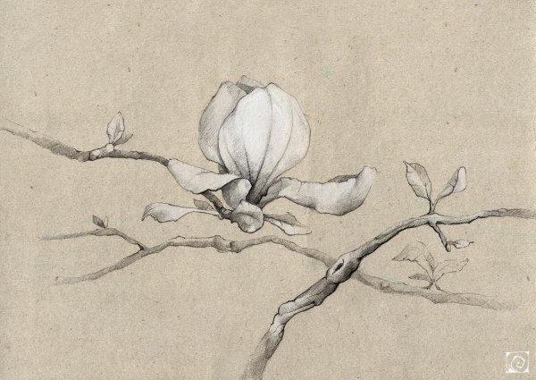 Магнолии скейч