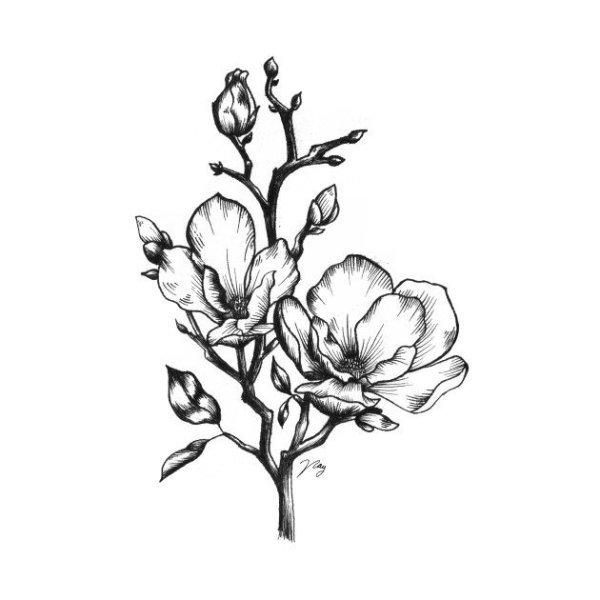 Магнолия Графика