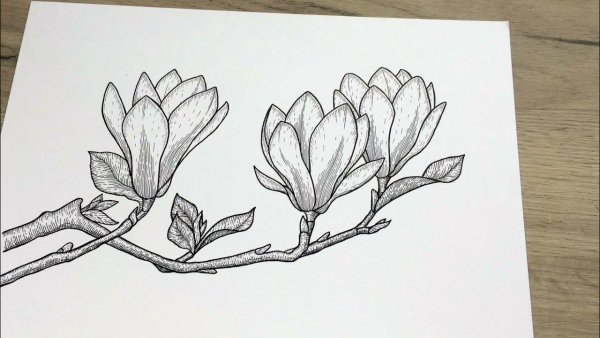 Магнолия карандашом