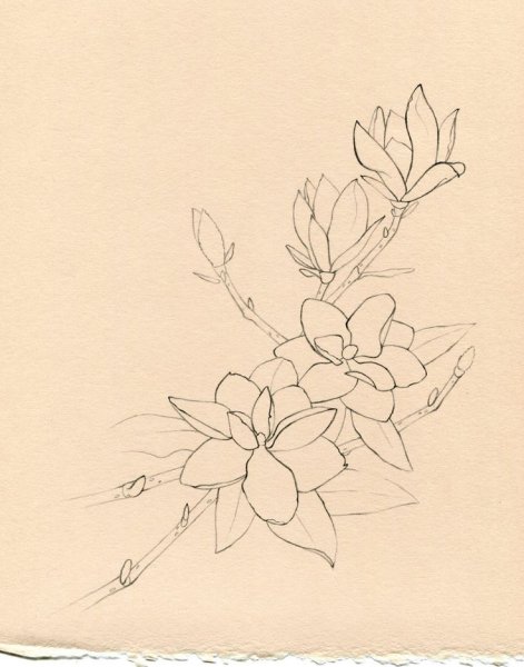 Магнолия тату эскизы