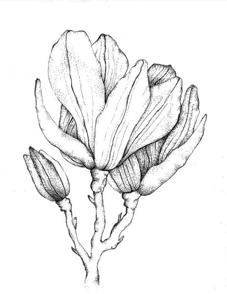Магнолия эскиз