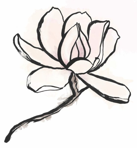 Цветы магнолии эскиз