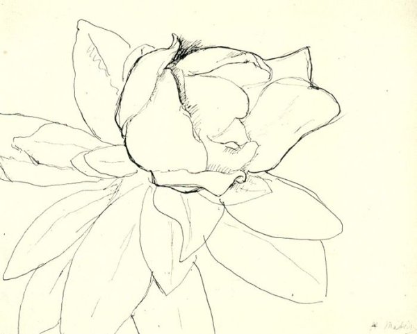 Анри Матисс рисунки растений