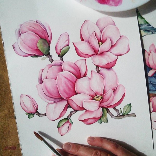 Магнолия карандашом